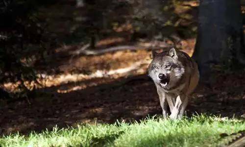 男人，要像狼一样，充满血性